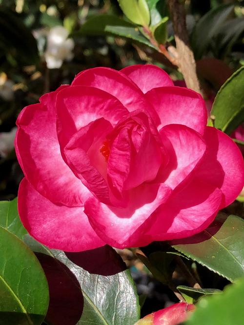 Camellia sasanqua 'October Magic� Devotion™' - October Magic� Devotion™ Camellia from Taylor's Nursery