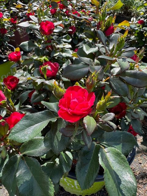 Rosa 'Petite Knock Out�' - Petite Knock Out� Rose from Taylor's Nursery