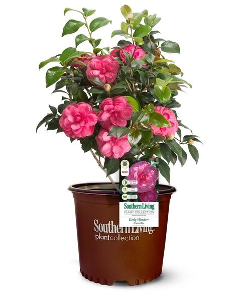 Camellia japonica 'Early Wonder�' - Early Wonder� Camellia from Taylor's Nursery