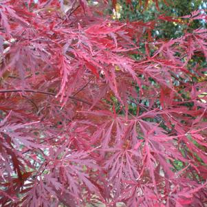 Acer palmatum var. dissectum Orangeola