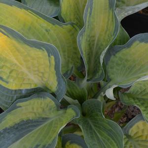 Hosta Paul's Glory