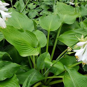 Hosta Blue Angel