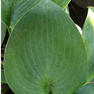 Hosta Halcyon