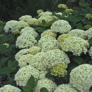 Hydrangea arborescens Annabelle