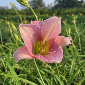 Hemerocallis Catherine Woodbury