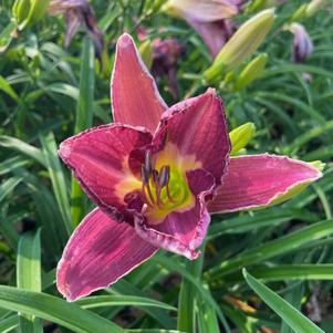 Hemerocallis Summer Wine