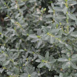 Ilex crenata Hoogendorn