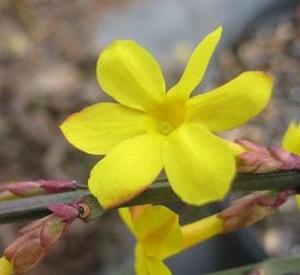 Jasminum nudiflorum 