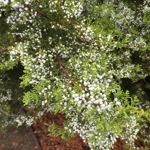 Juniperus virginiana 