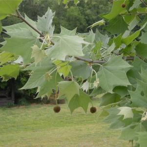 Platanus occidentalis 