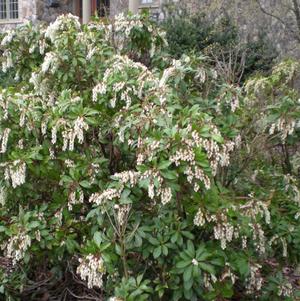 Pieris japonica Compacta