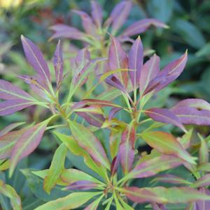 Pieris japonica Katsura