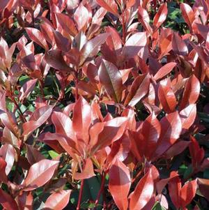 Photinia glabra Dynamo Red