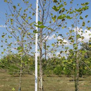 Platanus x acerifolia Bloodgood