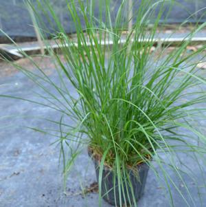 Pennisetum alopecuroides Little Bunny