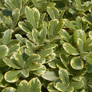 Pittosporum tobira Mojo®