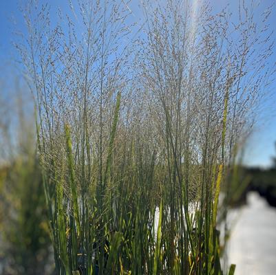 Panicum virgatum Northwind