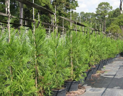 Cryptomeria japonica 'Yoshino' (Yoshino Cryptomeria)