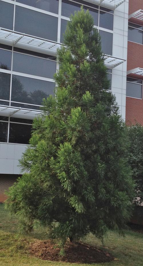 Cryptomeria japonica 'Yoshino' (Yoshino Cryptomeria)