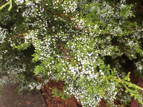 Juniperus virginiana (Eastern Red Cedar)