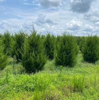 Juniperus virginiana - Eastern Red Cedar from Taylor's Nursery