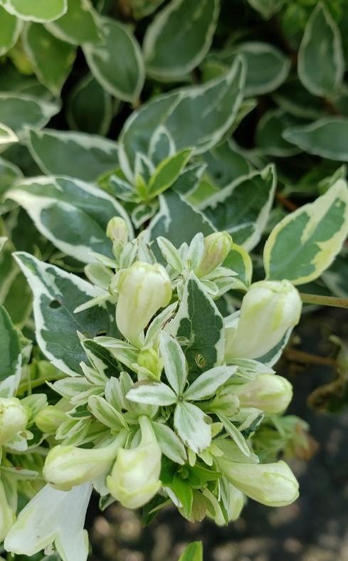 Abelia x grandiflora 'Radiance' - Radiance Abelia from Taylor's Nursery