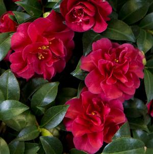 Camellia sasanqua October Magic® Ruby™