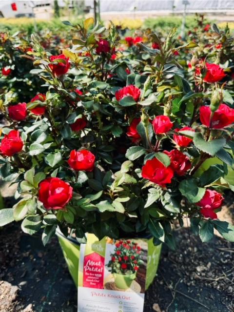 Rosa 'Petite Knock Out®' - Petite Knock Out® Rose from Taylor's Nursery