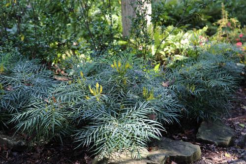 Mahonia eurybracteata 'Soft Caress'™