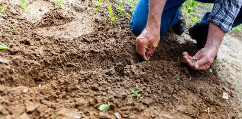 Man planting seeds