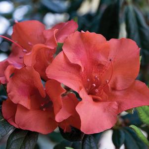 Azalea Encore® Autumn Embers™
