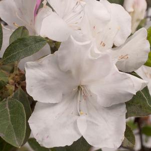 Azalea Encore® Autumn Lily™