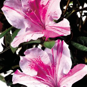 Azalea Encore® Autumn Twist®