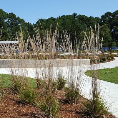 Calamagrostis x acutiflora Karl Foerster