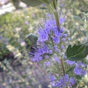 Caryopteris x clandonensis Dark Knight