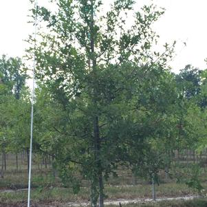 Quercus nuttalli 