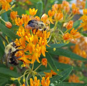 Asclepias tuberosa 