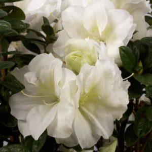Azalea Encore® Autumn Moonlight™
