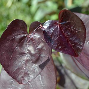 Cercis canadensis Merlot