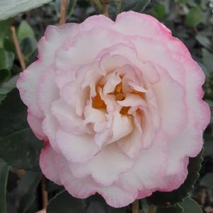 Camellia sasanqua October Magic® Inspiration™