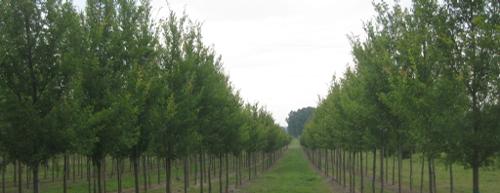 Tree Tree