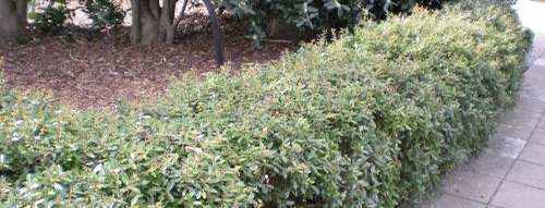Shrub Shrub