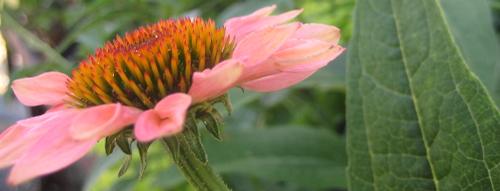 Perennial Perennial