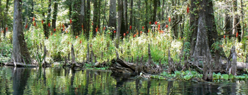 Wetland