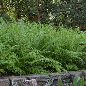 Fern Fern
