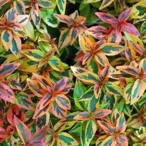 Abelia x grandiflora 'Kaleidoscope'