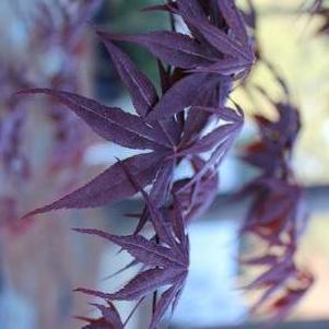 Acer palmatum 'Emperor 1'