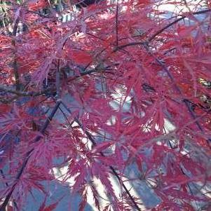 Acer palmatum var. dissectum 'Crimson Queen'