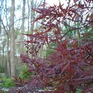 Acer palmatum var. dissectum 'Tamukeyama'