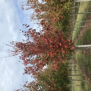 Acer rubrum 'Red Sunset®'